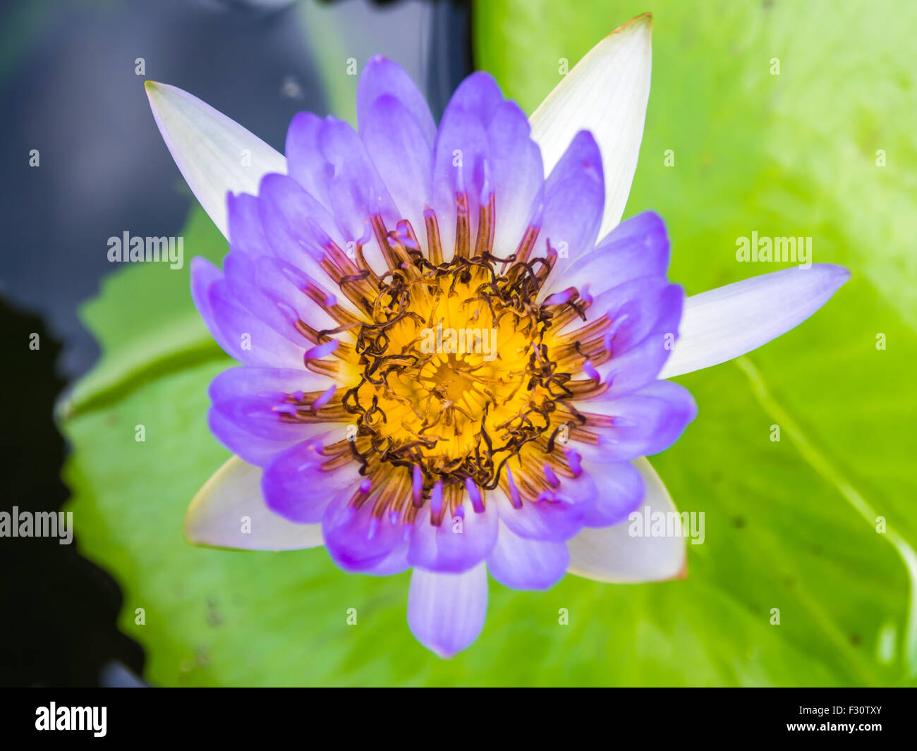 Close up of purple lotus flower in the park Stock Photo