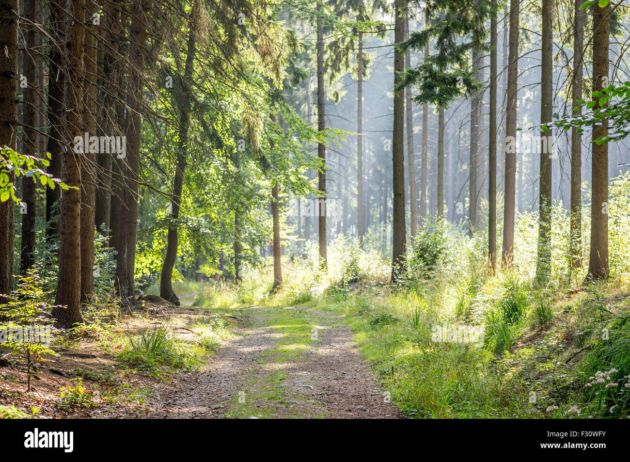 Wild mixed spruce forest in the early morning summer's sun glow Lower Silesia Poland Stock Photo