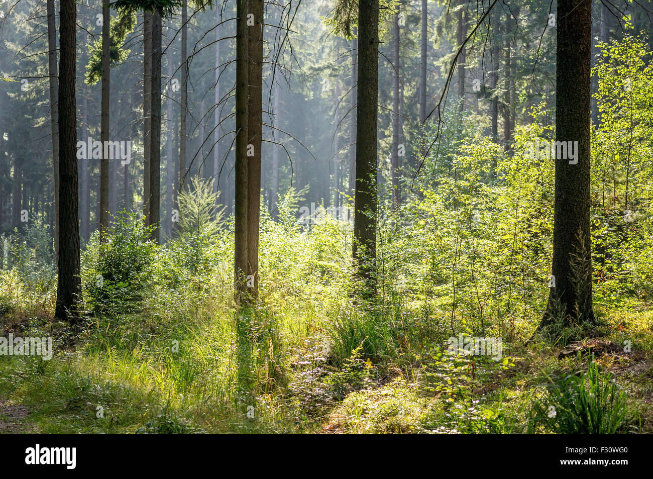 Wild mixed spruce forest in the early morning summer's sun glow Lower Silesia Poland Stock Photo