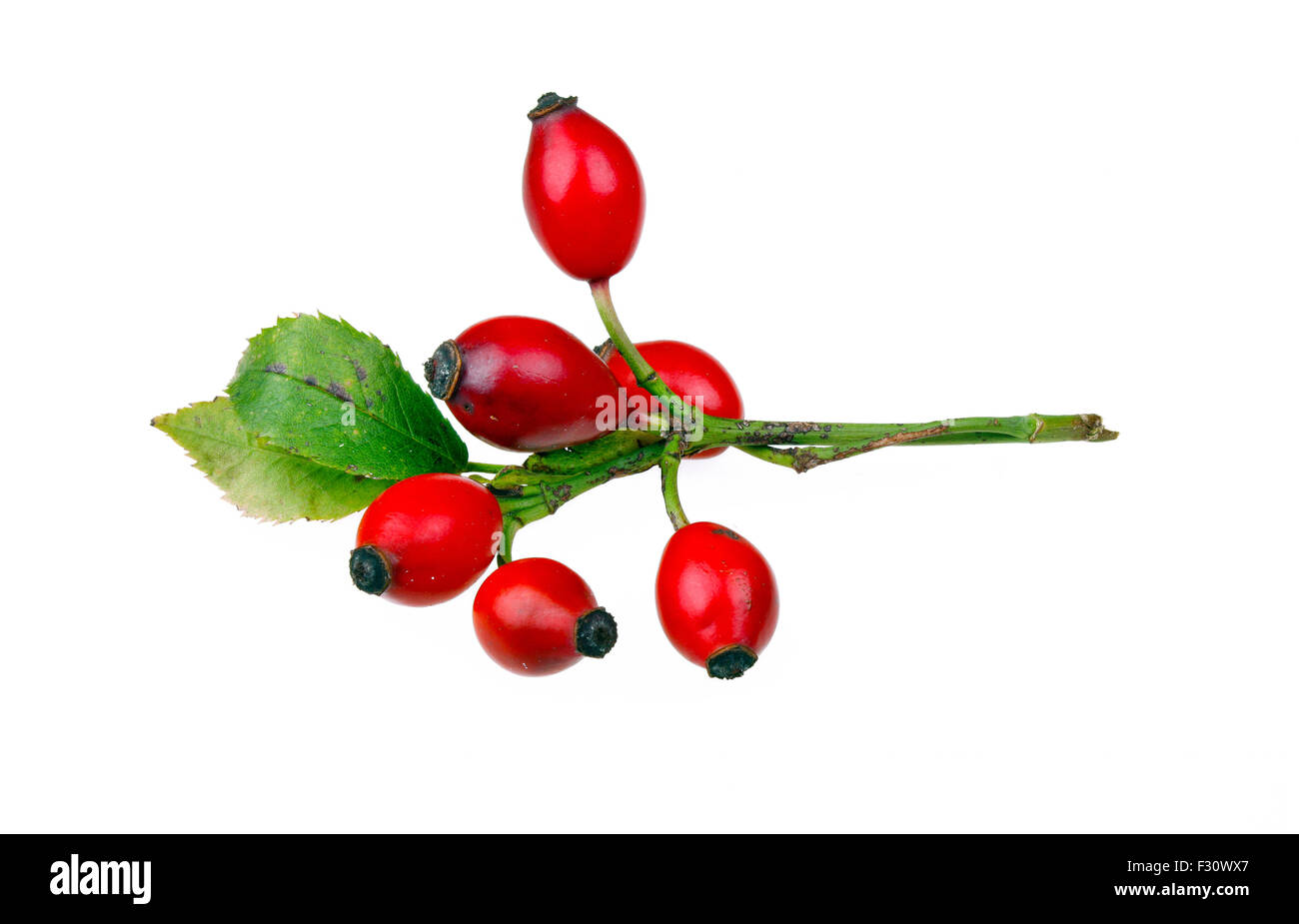 Rose hips isolated on white background Stock Photo - Alamy
