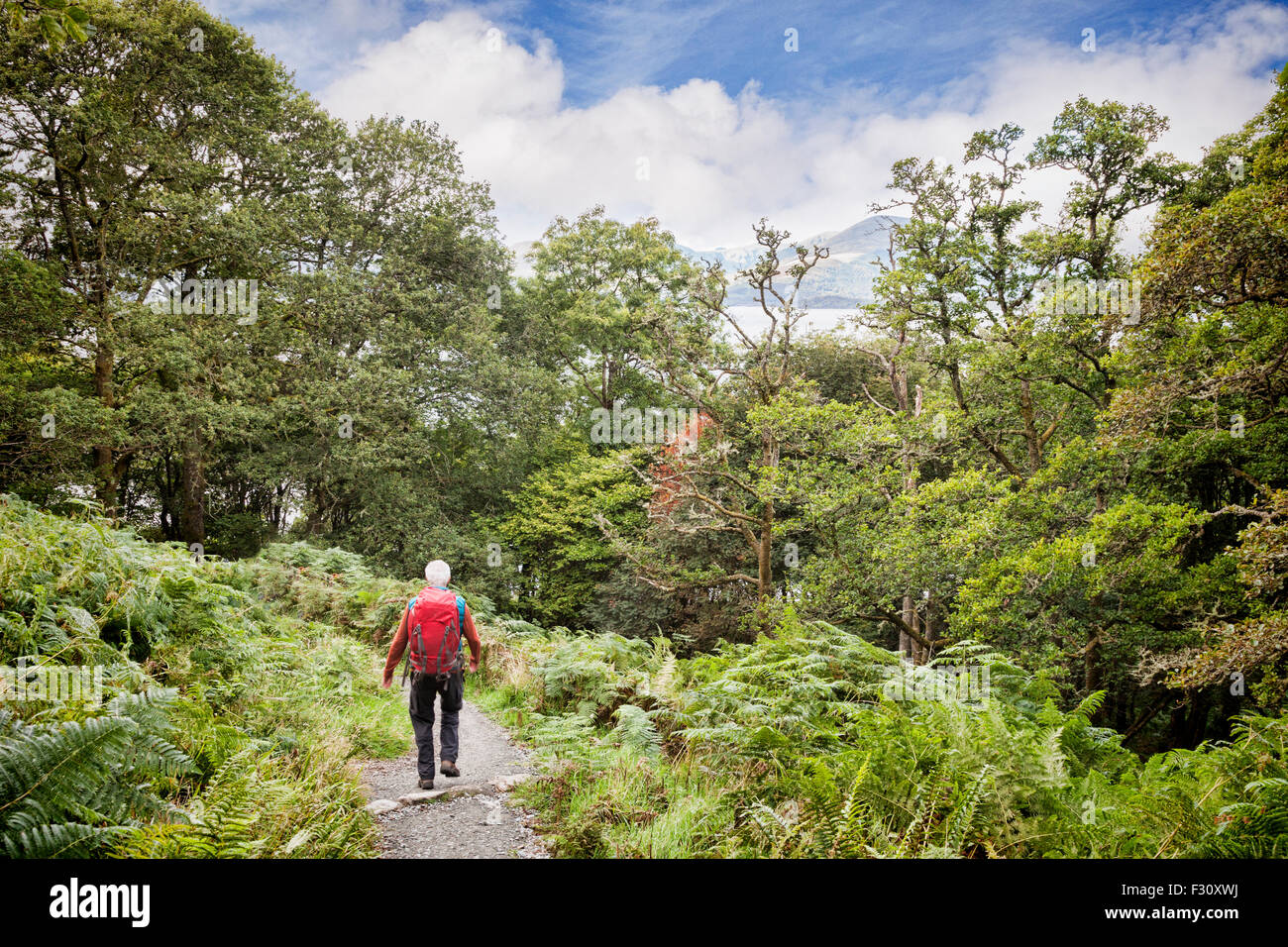 Senior man with red rucksack hiking the West Highland Way, as it runs through forest beside the eastern side of Loch Lomond... Stock Photo