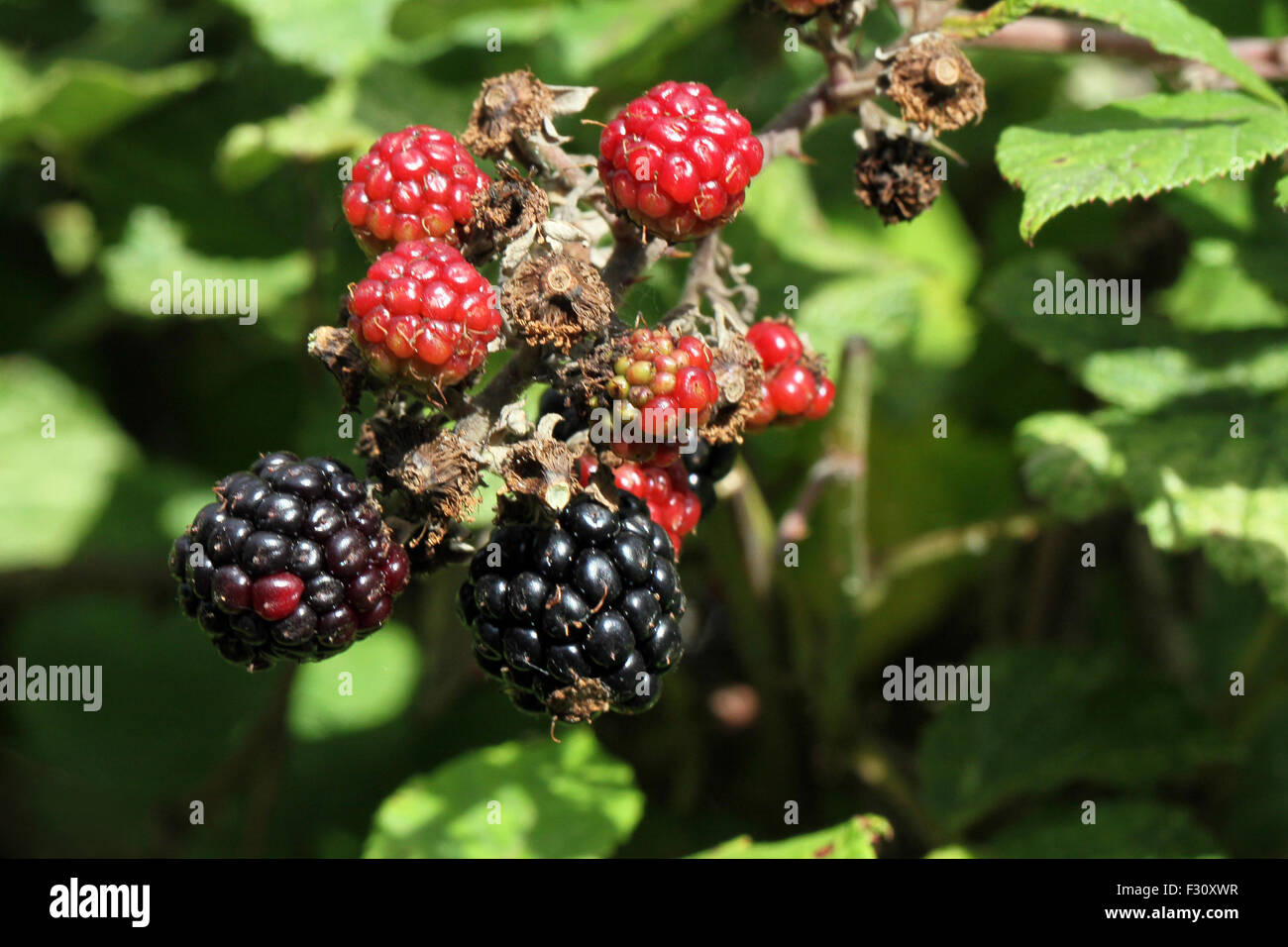 Close up photo of a bunch of blackberries. Stock Photo