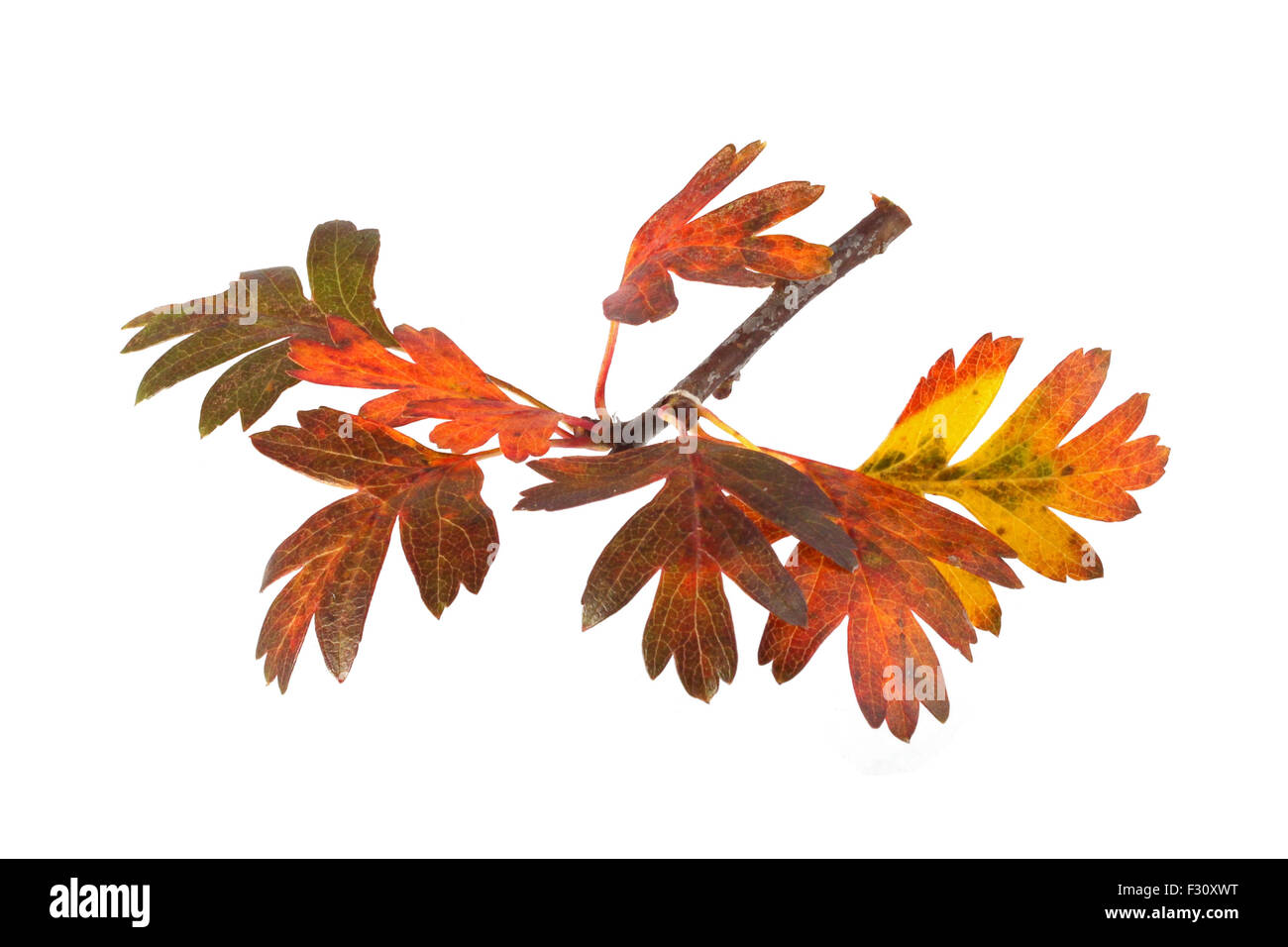 Close up photo of autumn leaves on a white background. Stock Photo