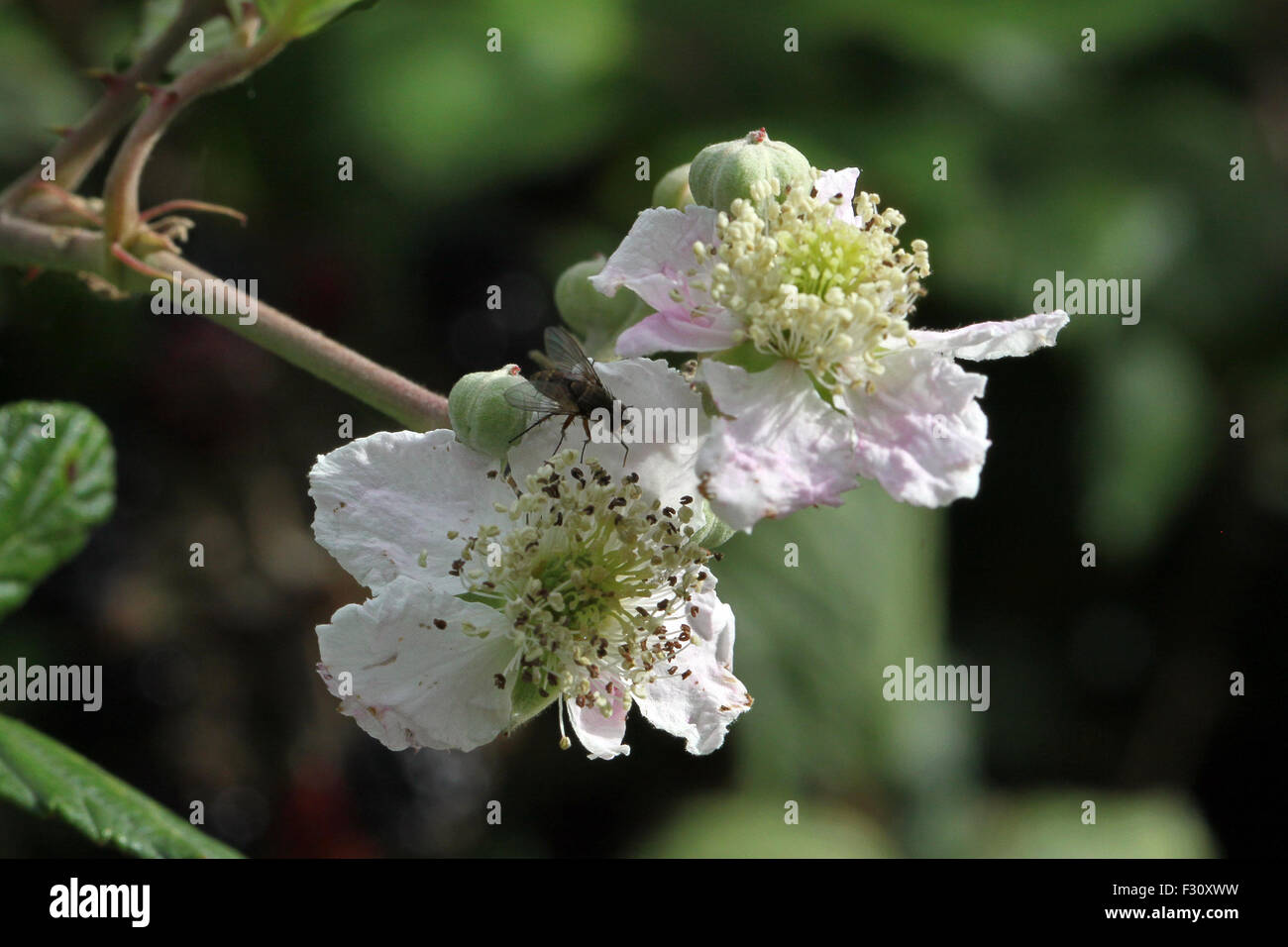 Close up photo of Blackberry flowers. Stock Photo