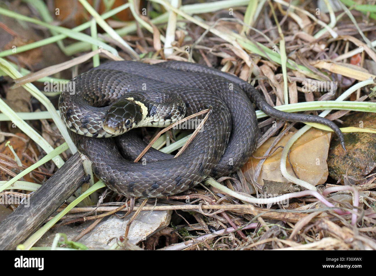 Close-up photo of a British grass snake. Stock Photo