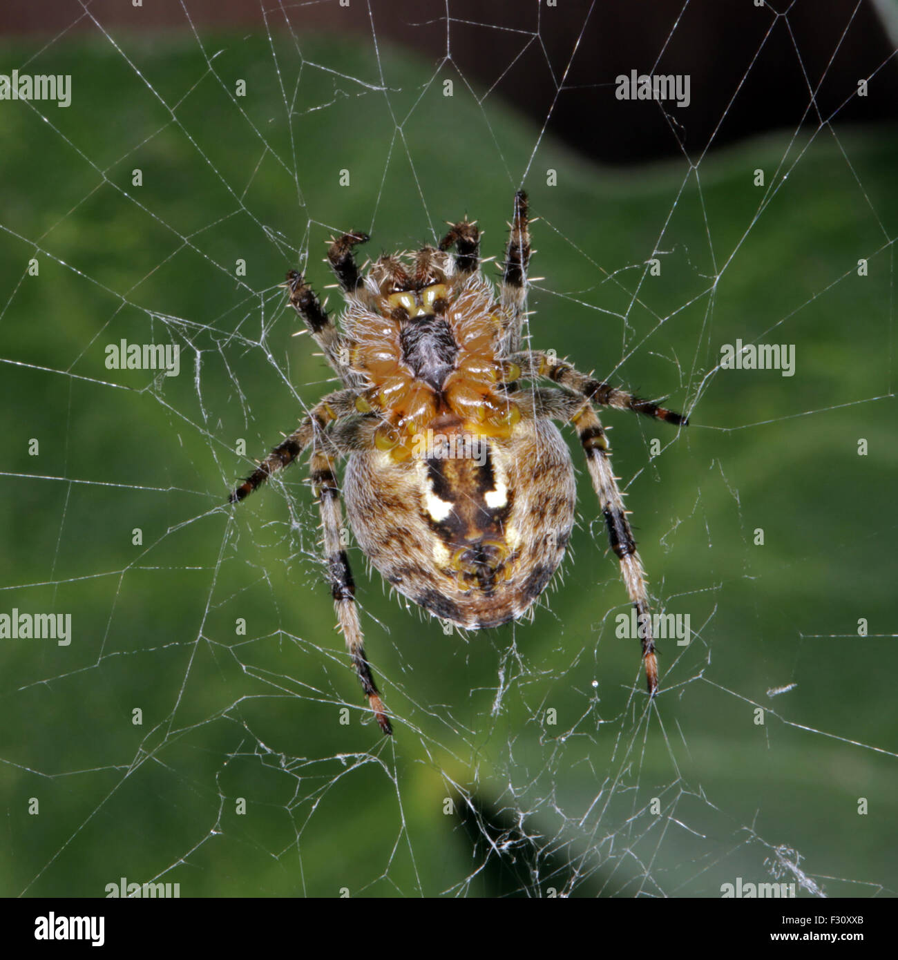 Close-up, macro photo of a spider sitting in its web. Stock Photo
