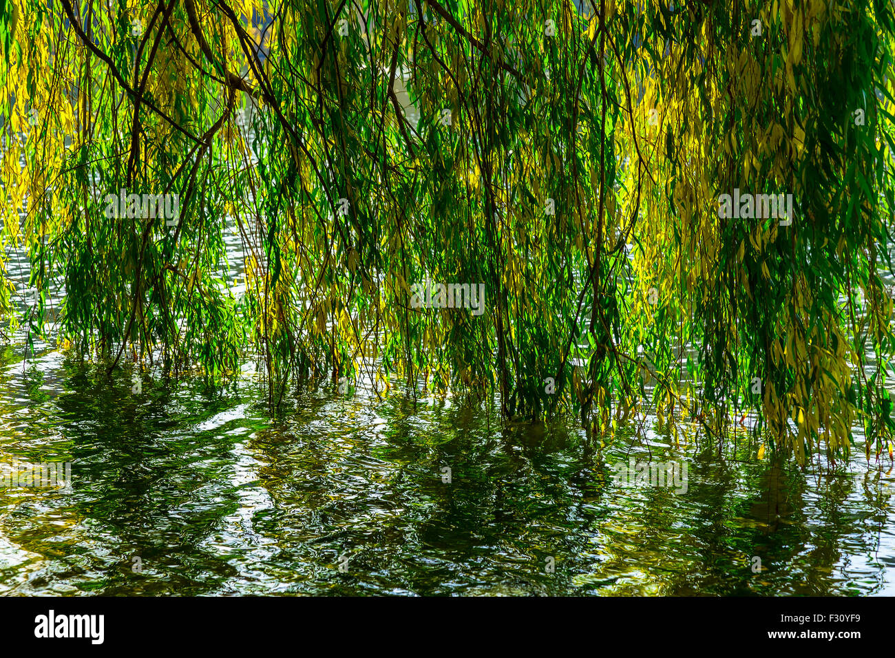 Willow leaves with hi-res stock photography and images - Alamy