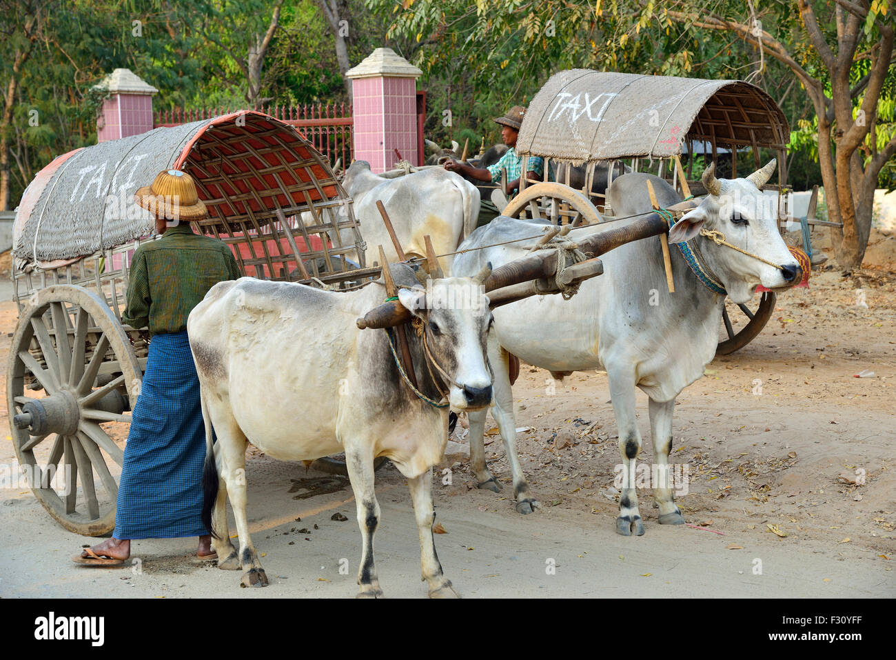 Bullock cart taxi waiting to transport tourists at Mingun, Myanmar (Burma,  Birma,Birmania,Biruma, Virmania Stock Photo - Alamy