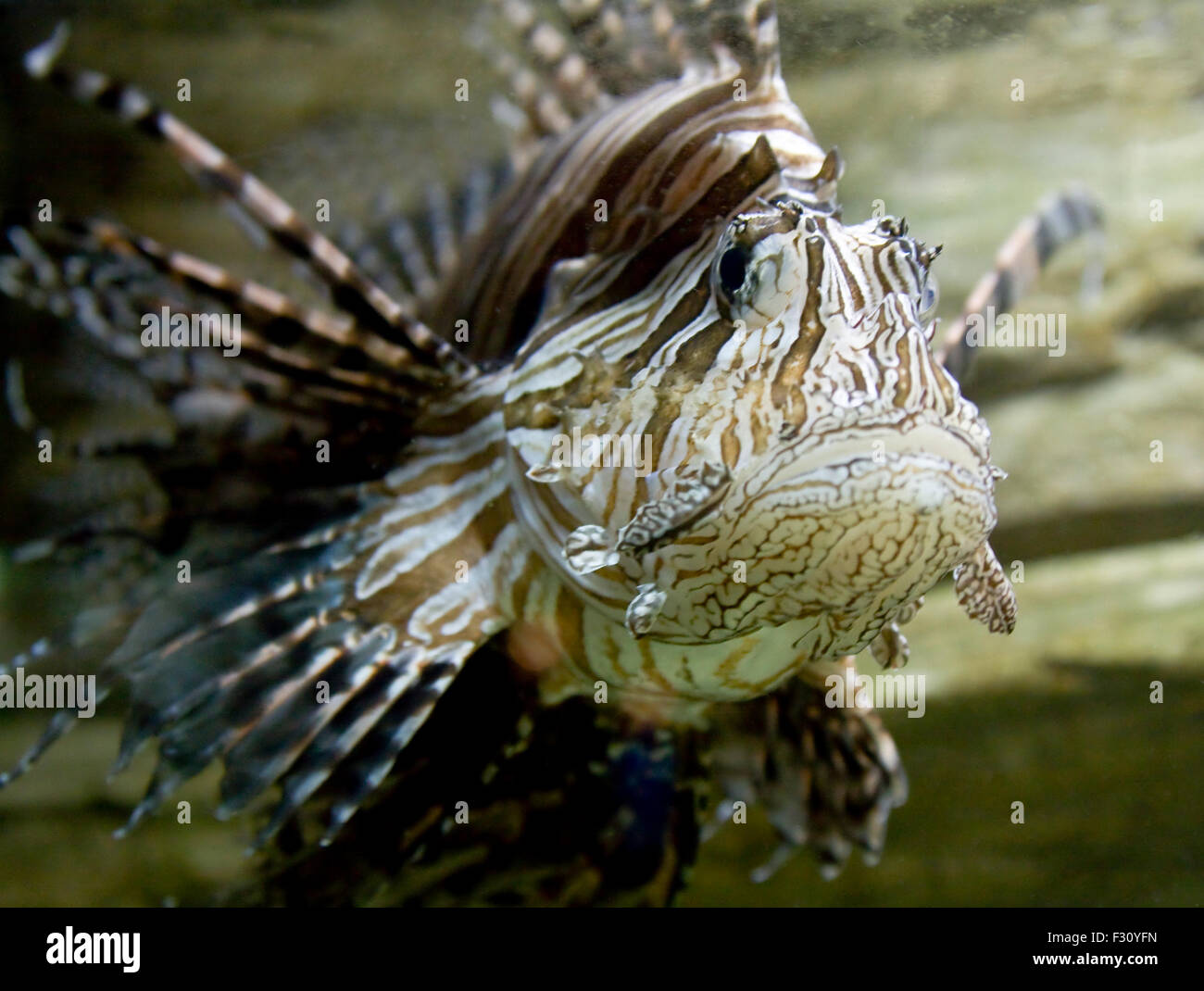 Tropical fish fish zebra pterois volitans hires stock photography and