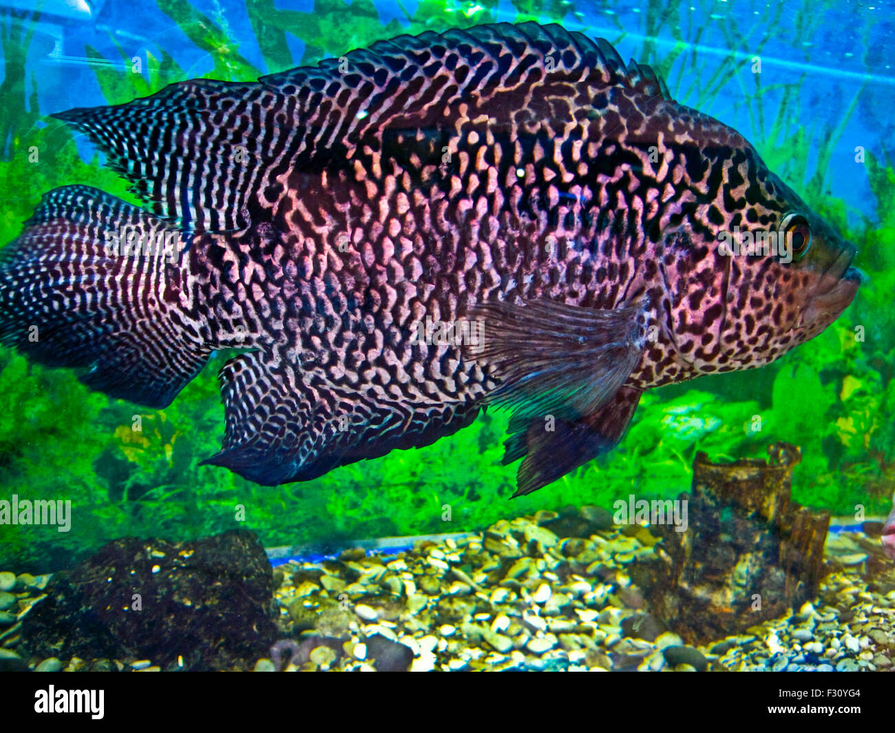 Tropical fish parachromis managuensis, lives in rivers of Africa and Latin America. Stock Photo