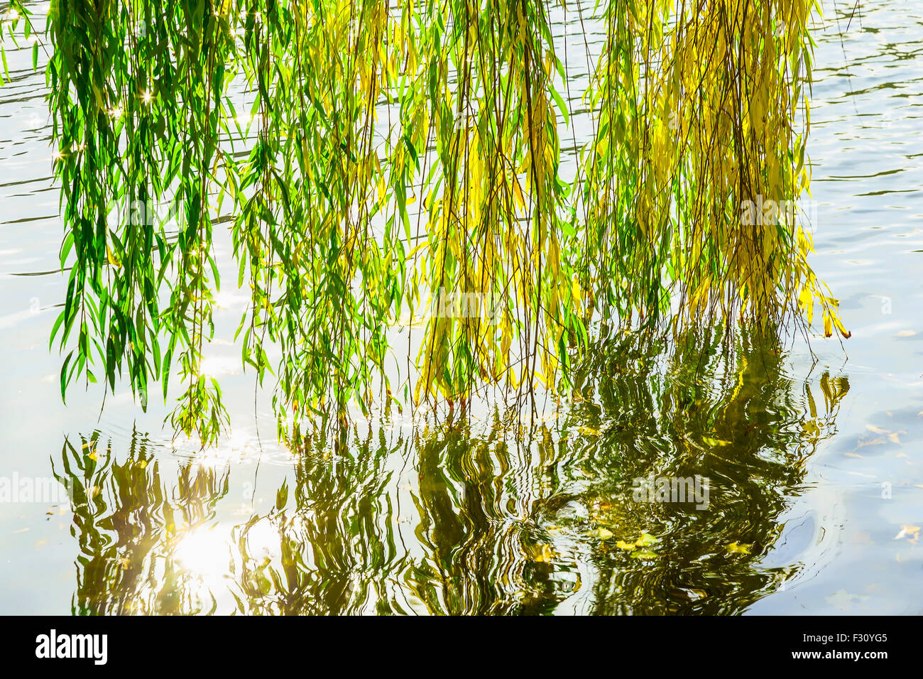 Weeping willow in autumn hi-res stock photography and images - Alamy