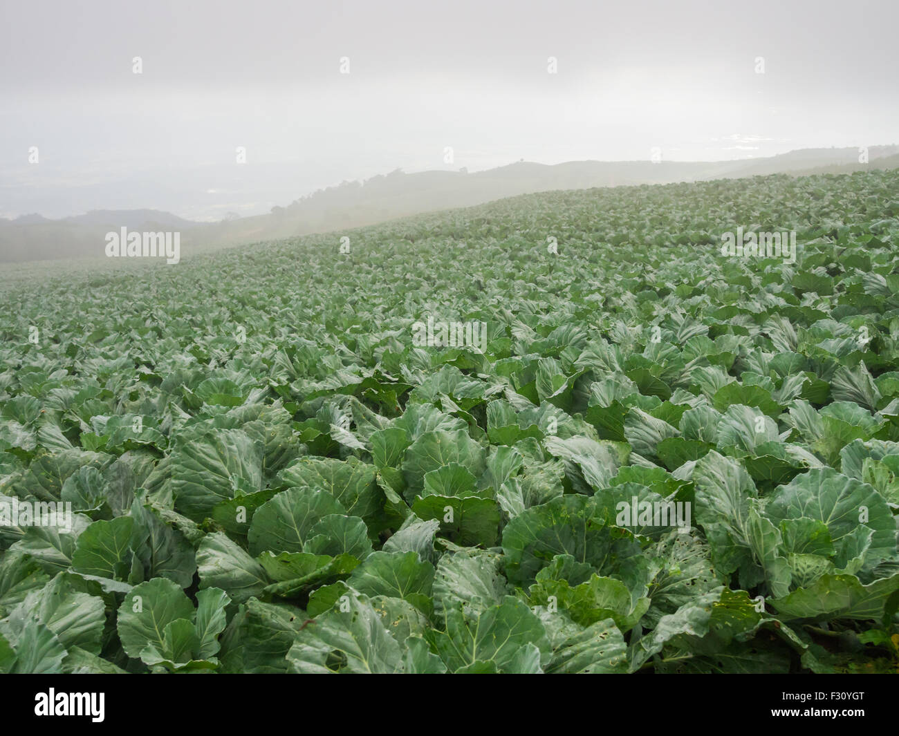 Fresh cabbage farm at phu tup berk hires stock photography and images