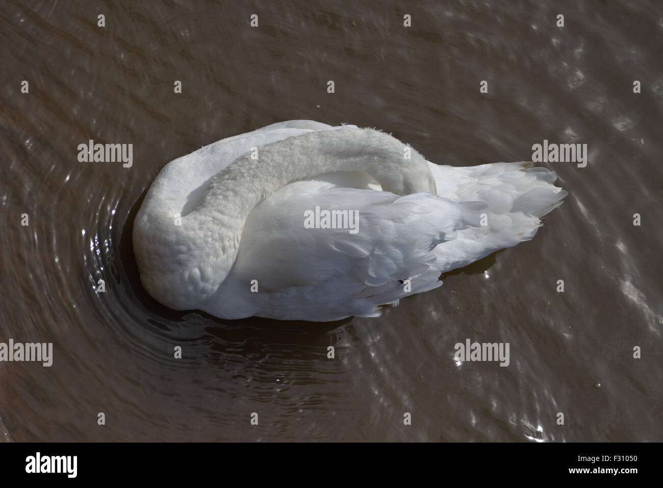Graceful curves of a mute swan Stock Photo