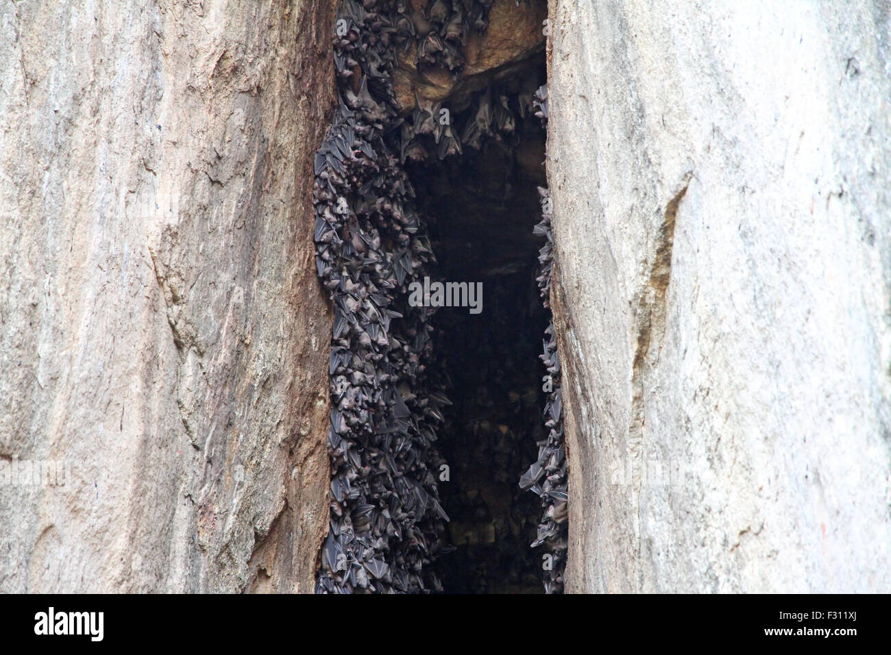 bat cave with many bats sleeping during the day Stock Photo