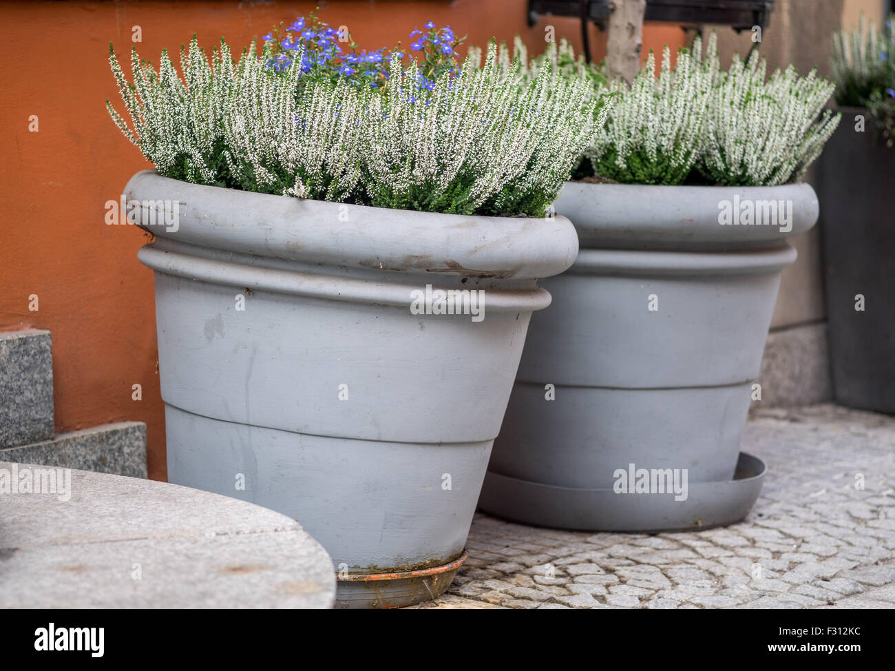 White heather blooming in the big ceramic flower pots Stock Photo