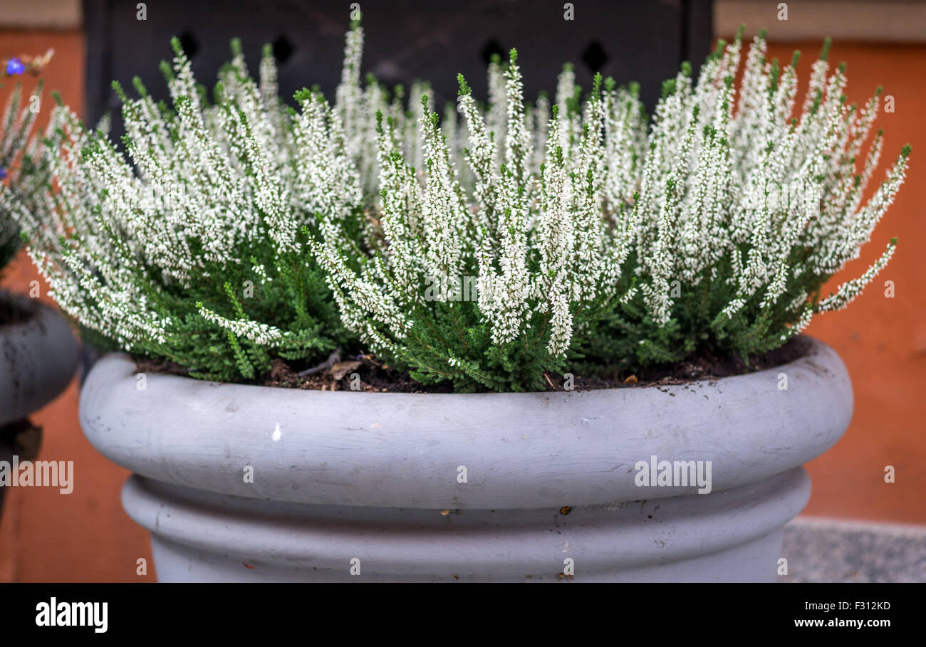 White heather blooming in the big ceramic flower pots Stock Photo