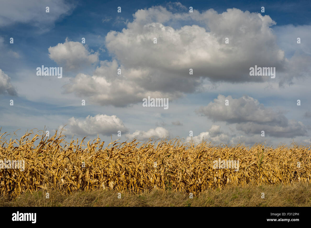 White cumulonimbus clouds in the blue sky over dry corn fields Lower Silesia Poland Stock Photo
