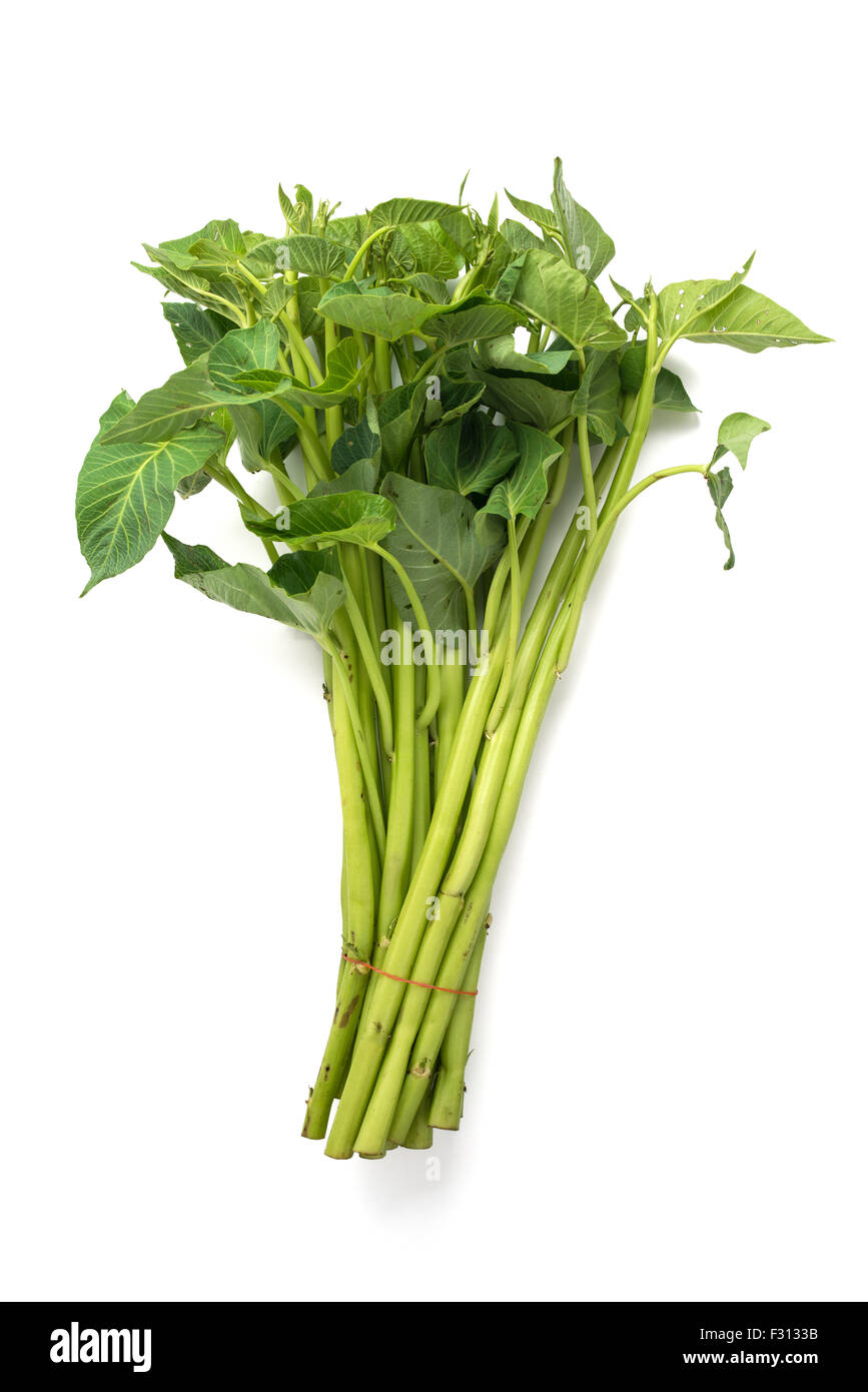 morning glory vegetable isolated on white Stock Photo
