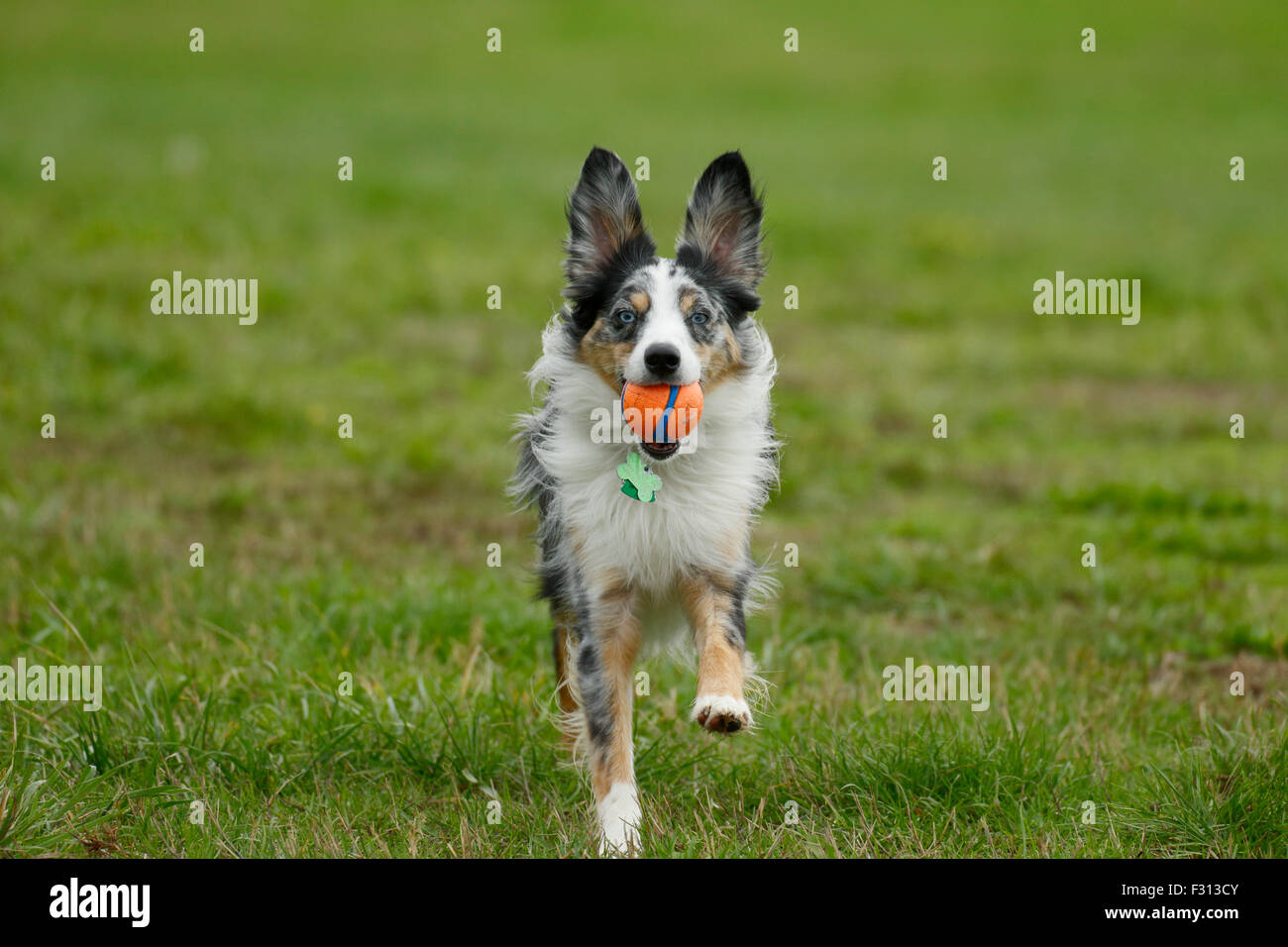 Australian Miniature Shepherd dog running with ball in mouth-Victoria, British Columbia, Canada. Stock Photo