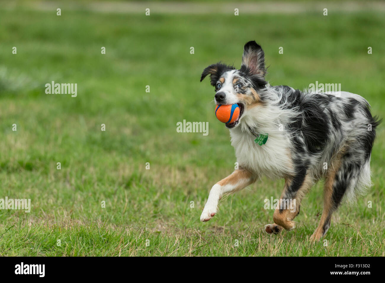 Australian Miniature Shepherd dog running with ball in mouth-Victoria, British Columbia, Canada. Stock Photo