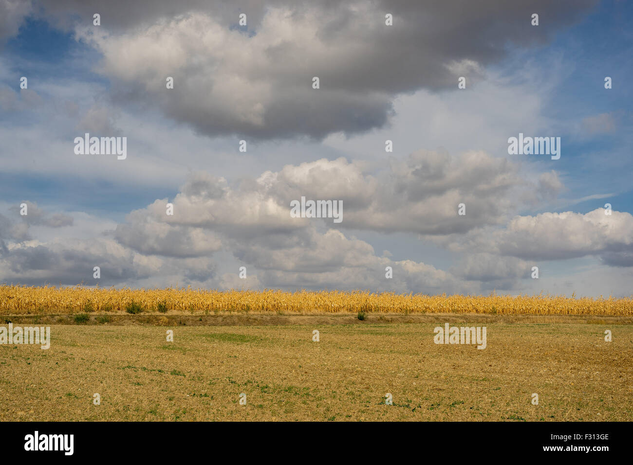 White cumulonimbus clouds in the blue sky over dry corn fields Lower Silesia Poland Stock Photo
