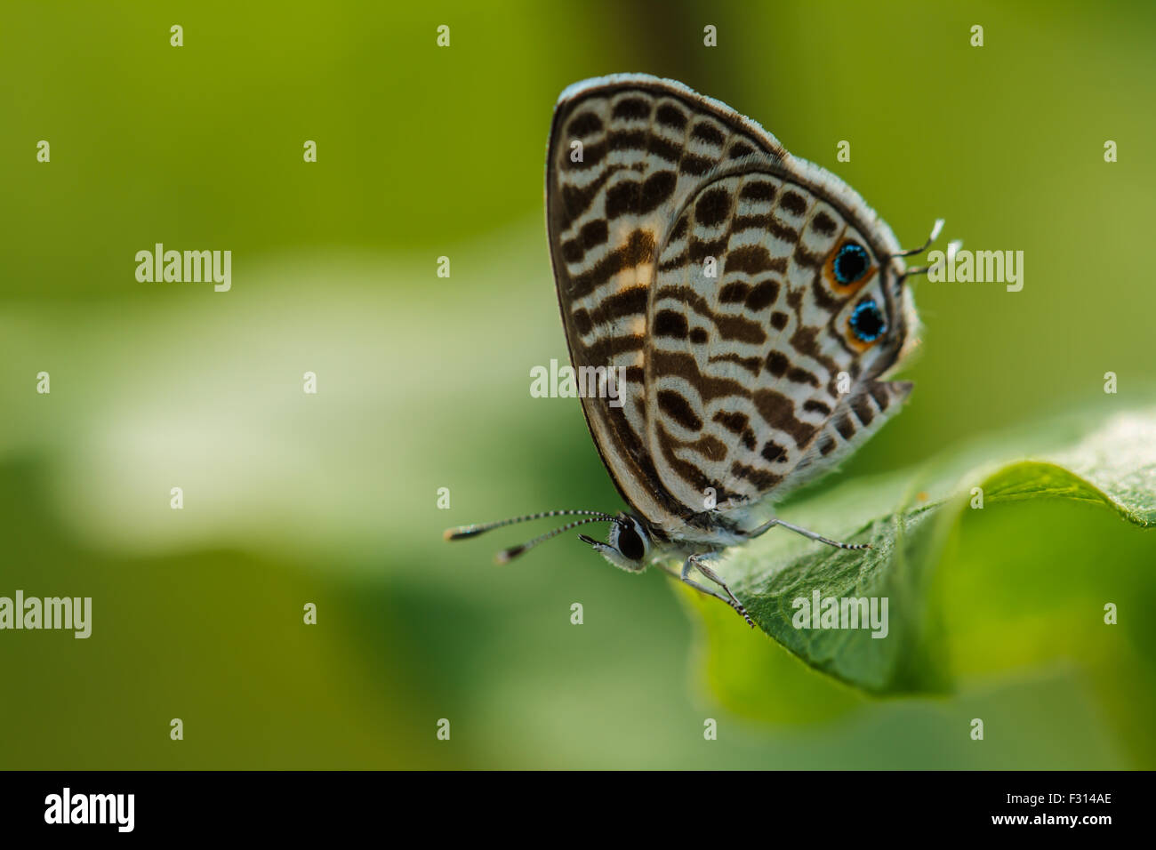 butterfly on green leaf Stock Photo - Alamy