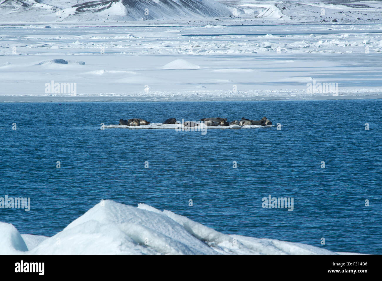 Seals swimming on an ice floe, Iceland Stock Photo