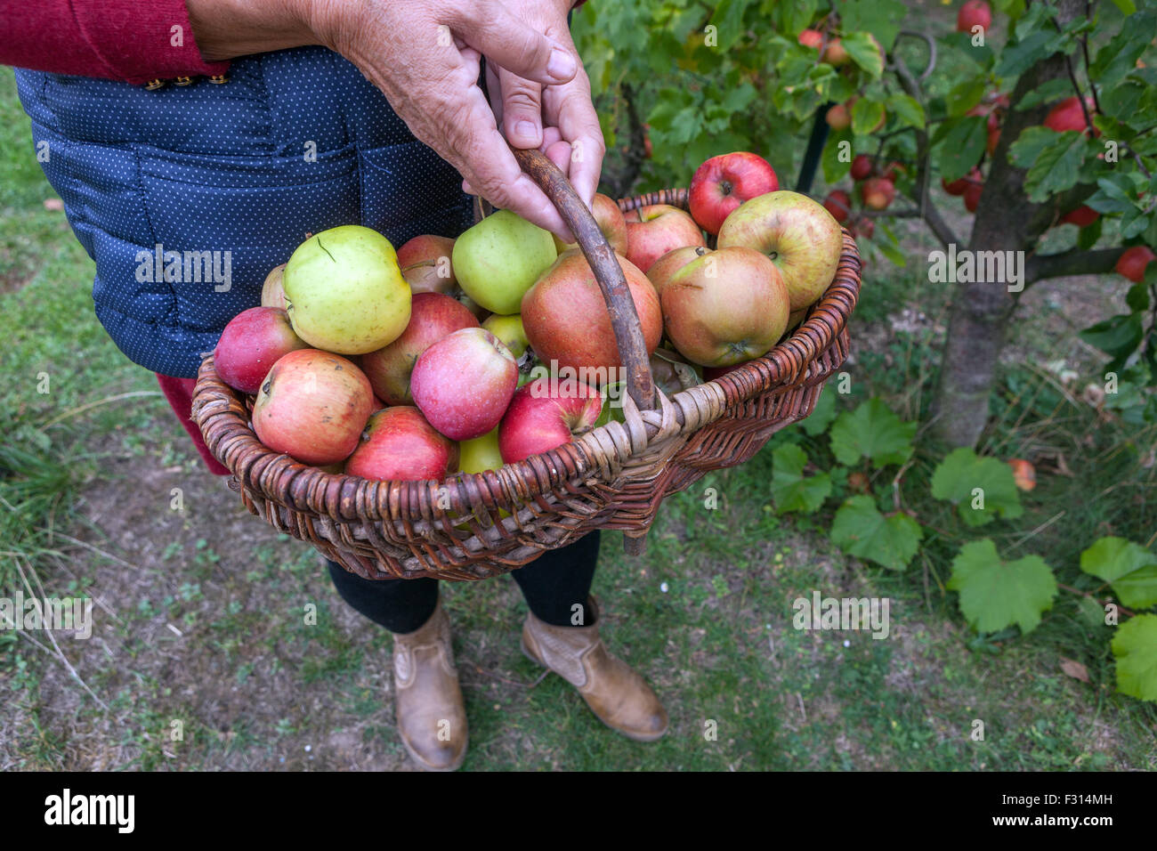 Apples in basket wicker basket autumn harvest picked fruits Stock Photo