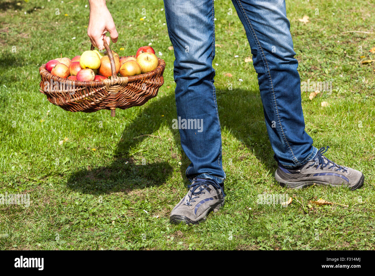 A man carries apples in basket wicker basket autumn harvest picked fruits Stock Photo
