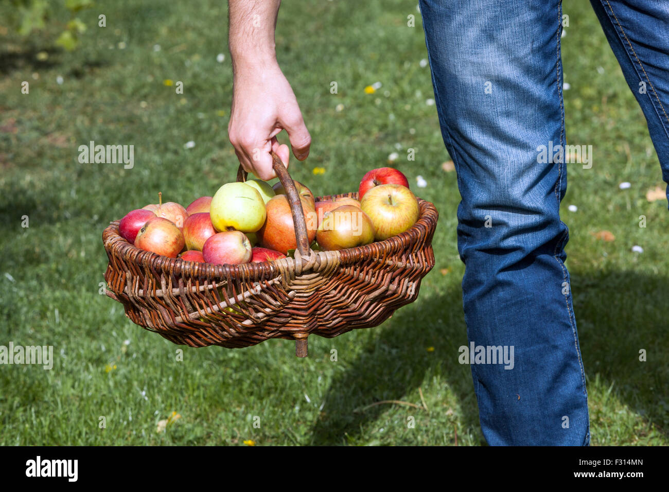 A man carries apples in basket, wicker basket autumn harvest, picked fresh fruits Stock Photo