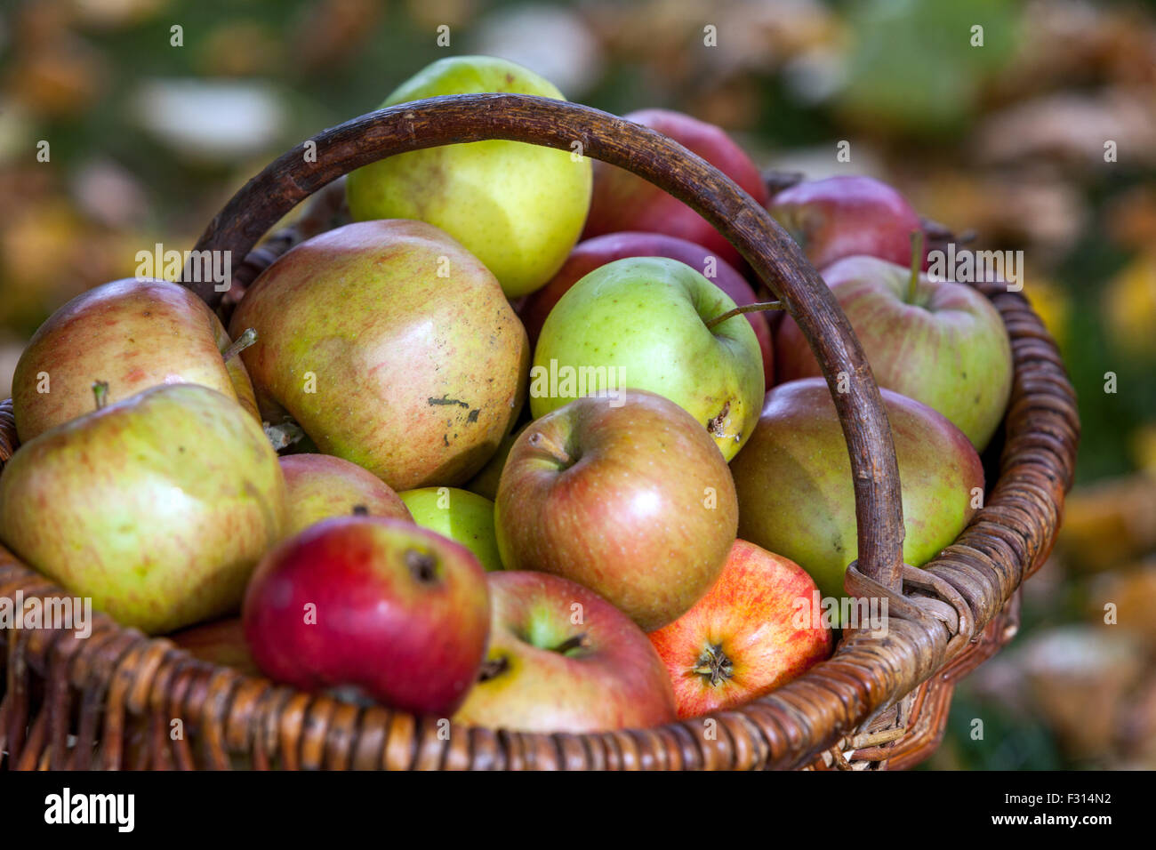 Apples in basket wicker basket autumn harvest picked fruits Stock Photo