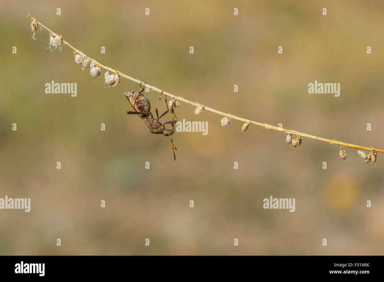 Weaving Insects Insect from weevil family demonstrating acrobatics while inspecting its ...