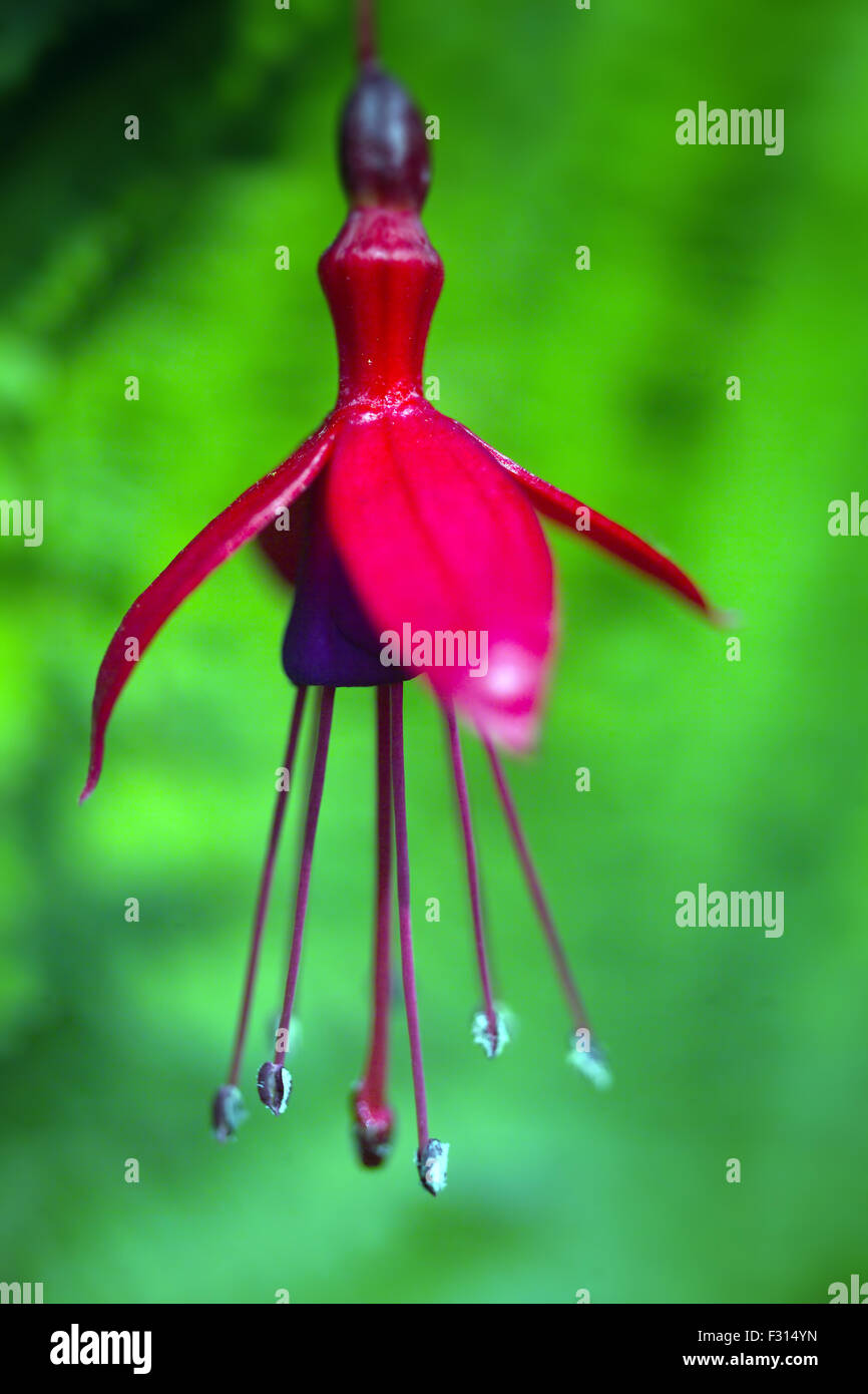 Pink Fuschia Flower Stock Photo