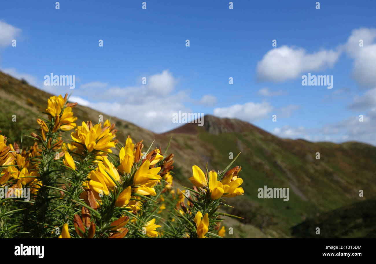 Wild yellow Gorse in flower flowering on the Long Mynd hills Shropshire Uk Ulex europaeus Stock Photo