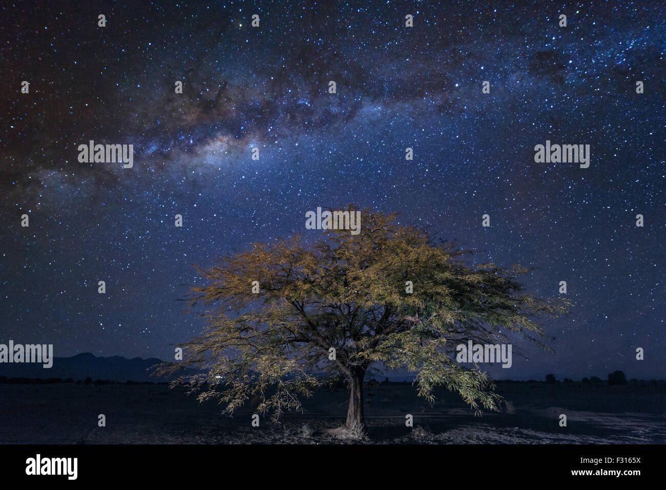 A tree under the Milky Way in Atacama desert Stock Photo