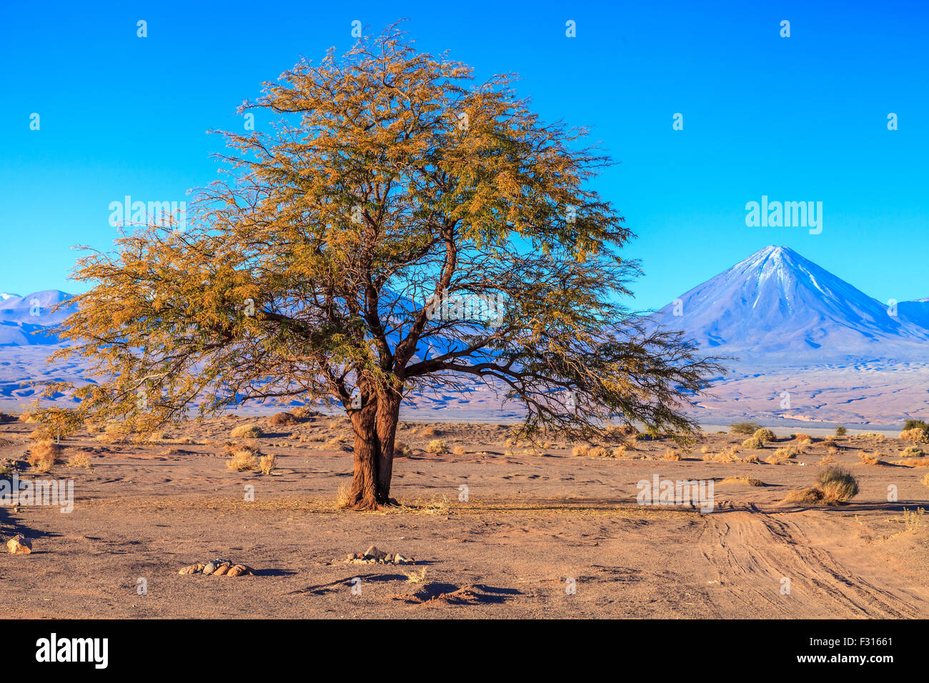 Tamarugo tree (Prosopis tamarugo), Atacama, Chile Stock Photo