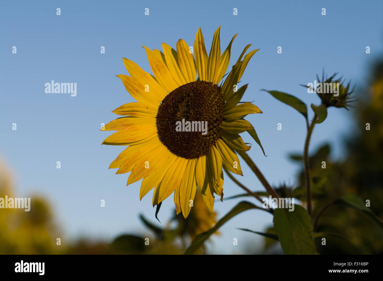 Sunset in sky sunflower hi-res stock photography and images - Alamy