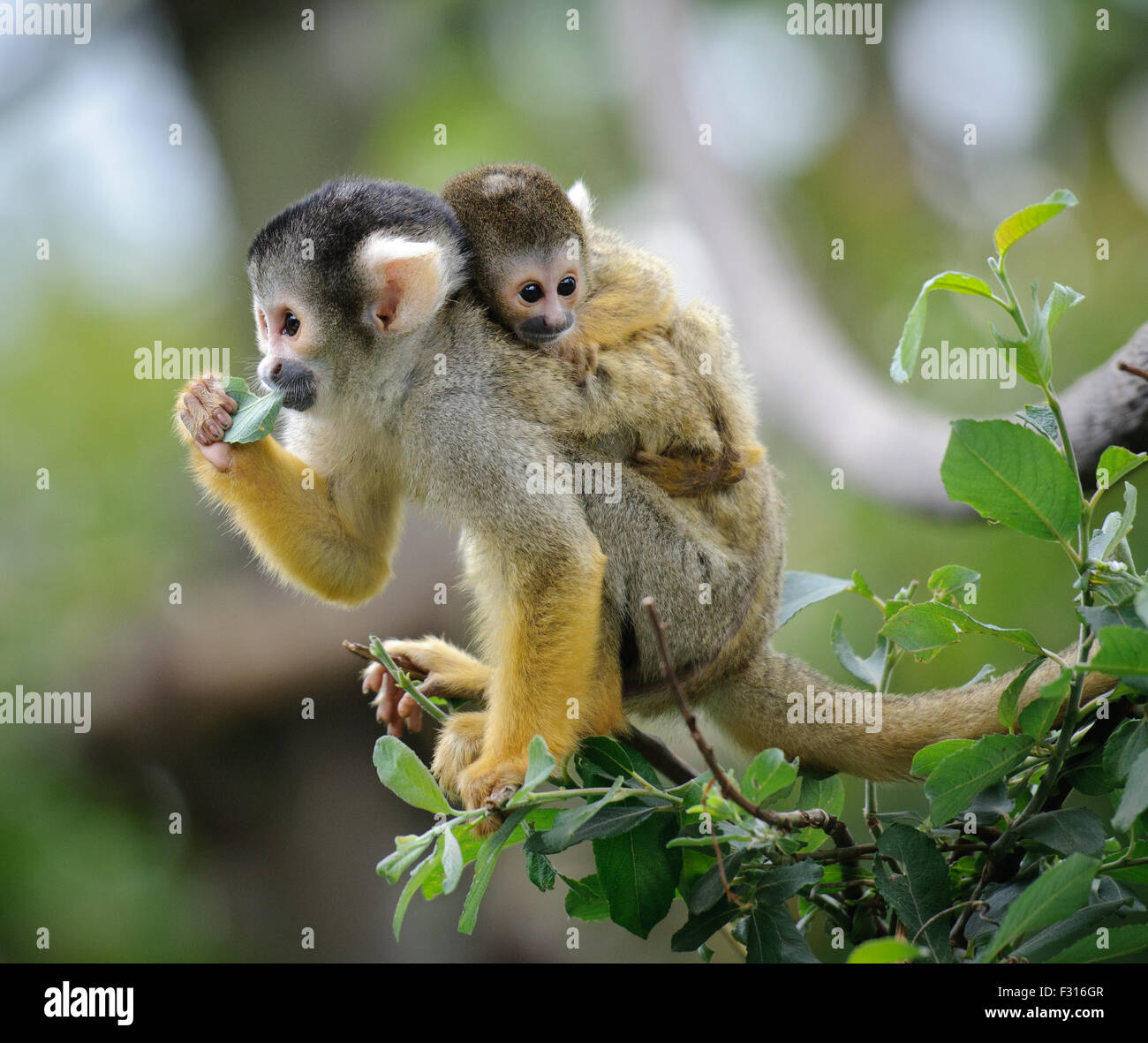 Black-capped squirrel monkey sitting on tree branch with its cute little  baby Stock Photo - Alamy