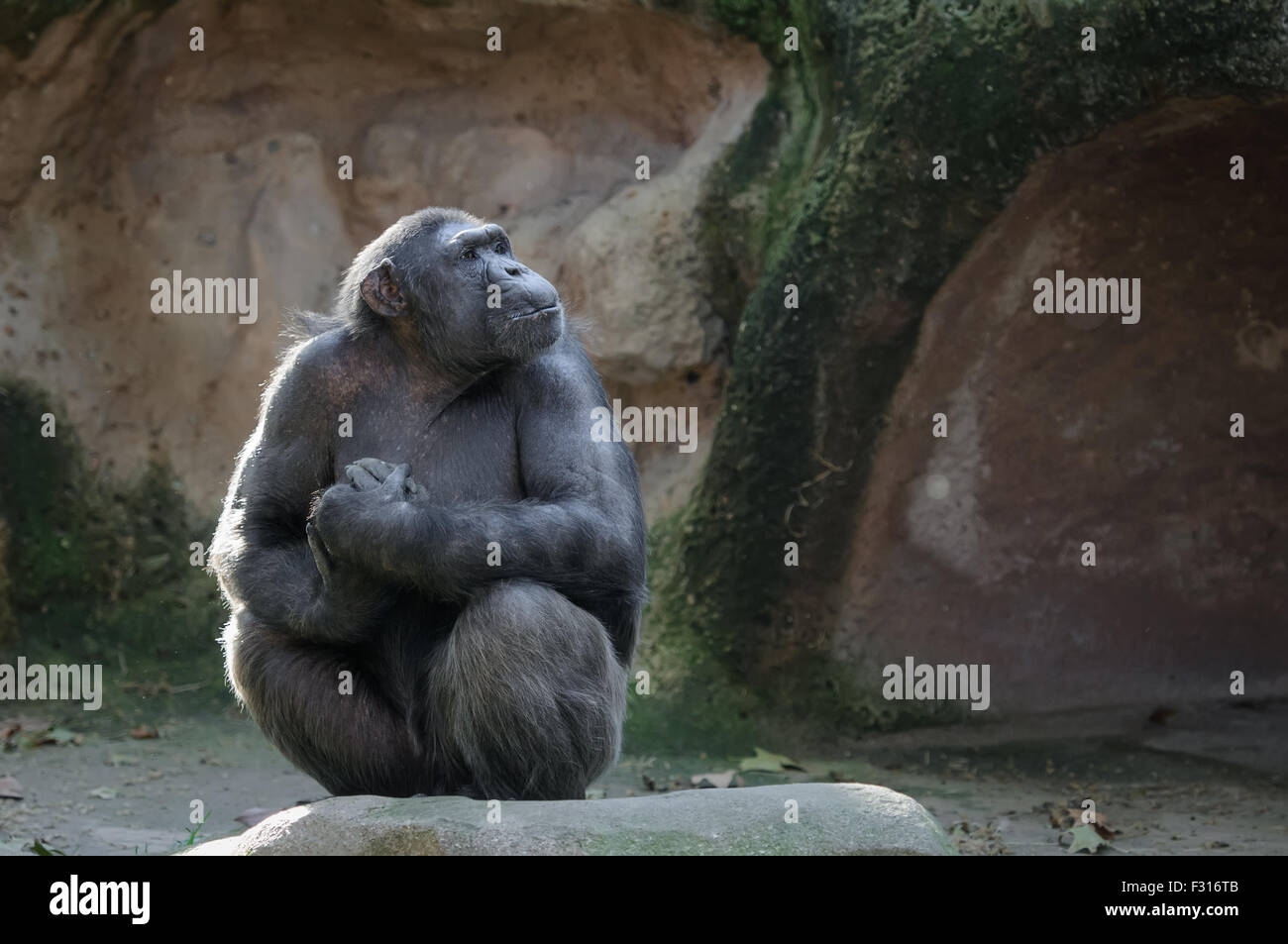 Chimpanzee sitting with proud and important look Stock Photo