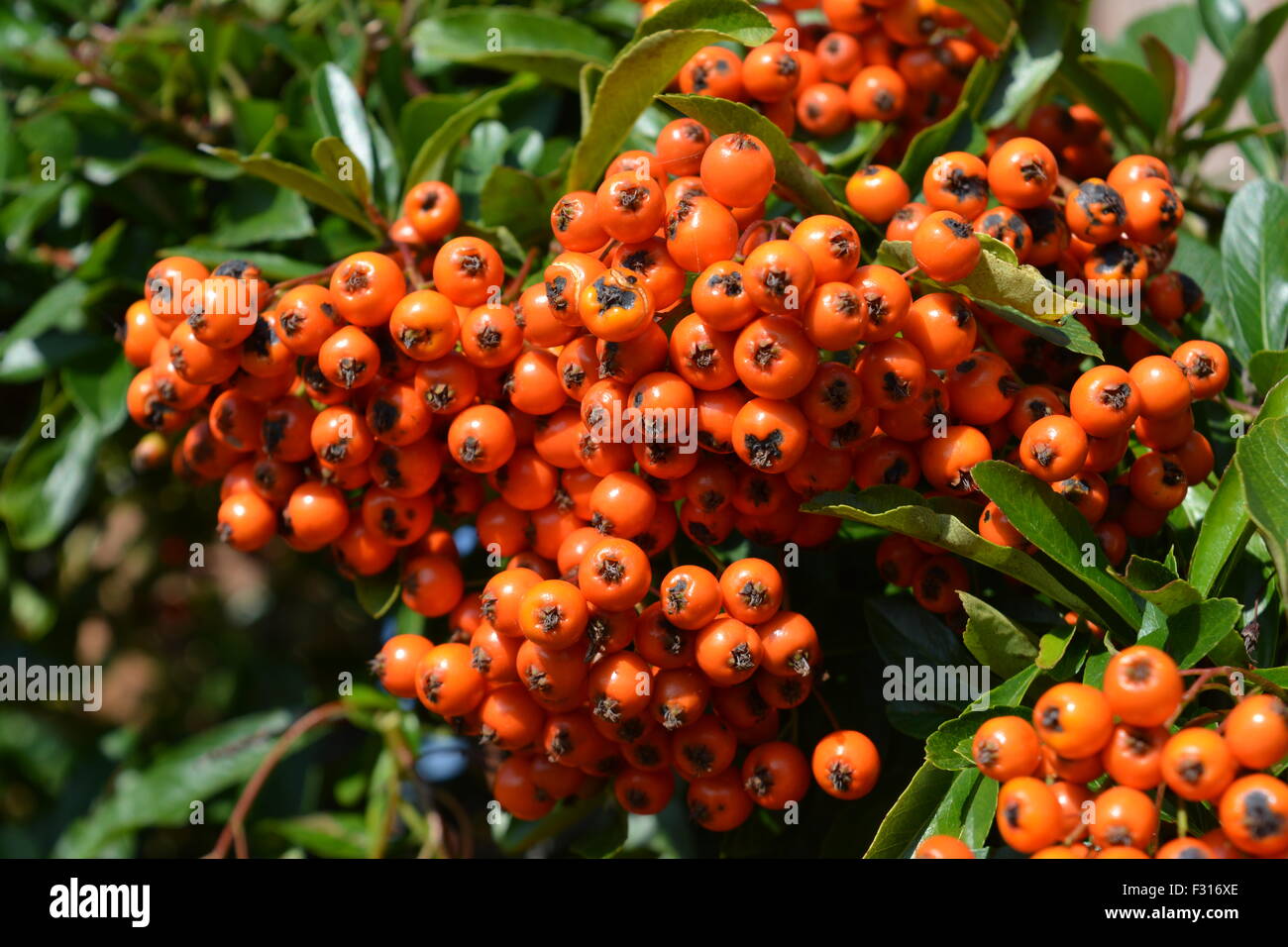 Red orange berries Stock Photo
