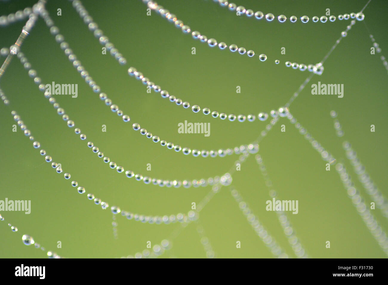 Close up of spiders web with dew droplets Stock Photo