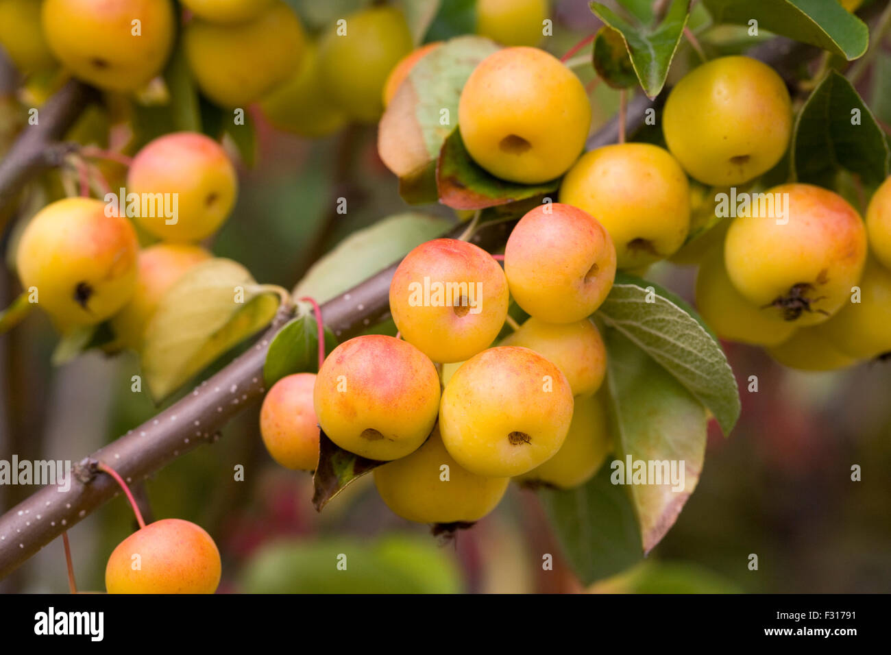 Malus 'Butterball'. Crab apple fruits in Autumn. Stock Photo