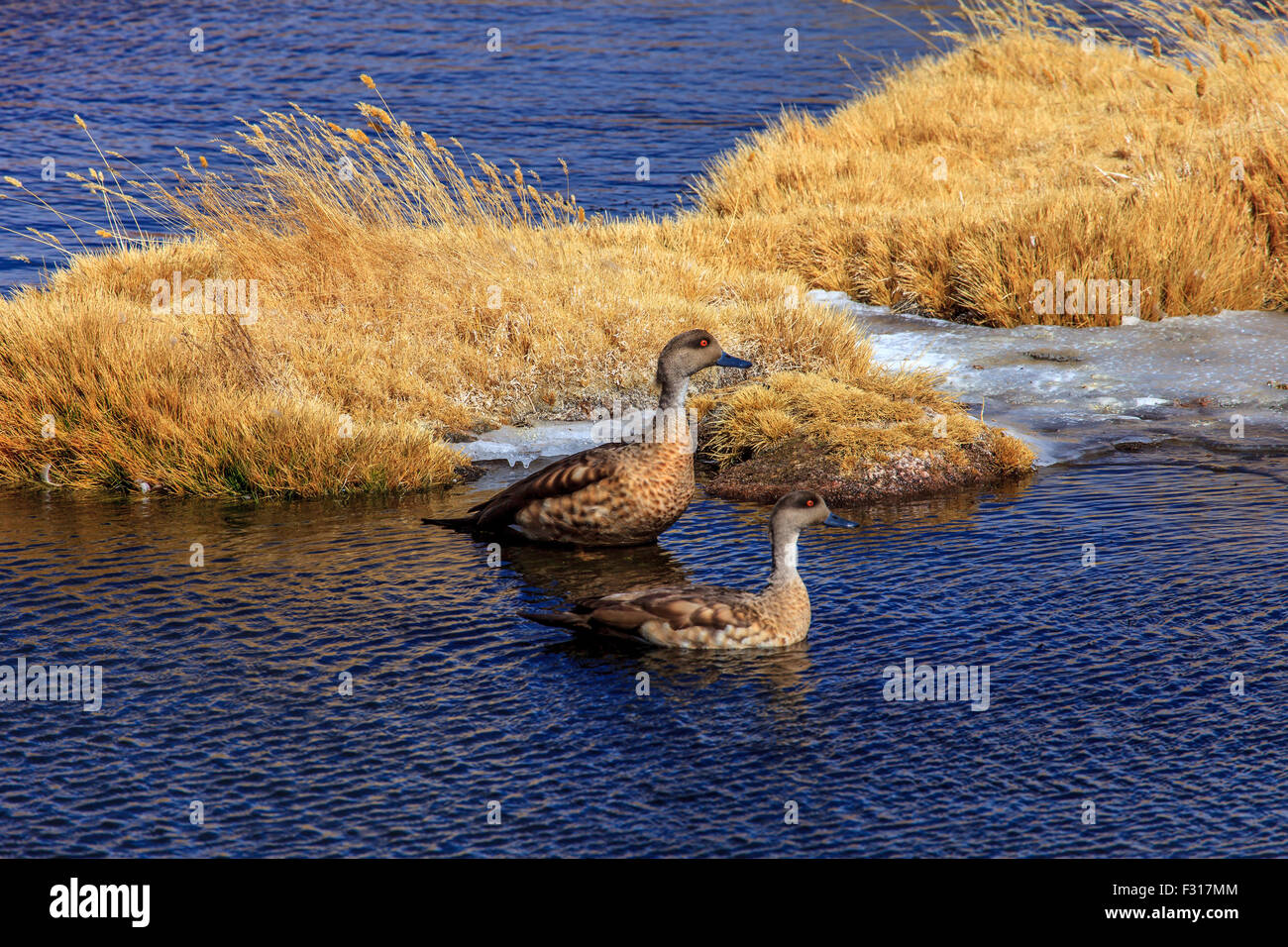 Andean crested duck (Lophonetta specularioides alticola) Stock Photo