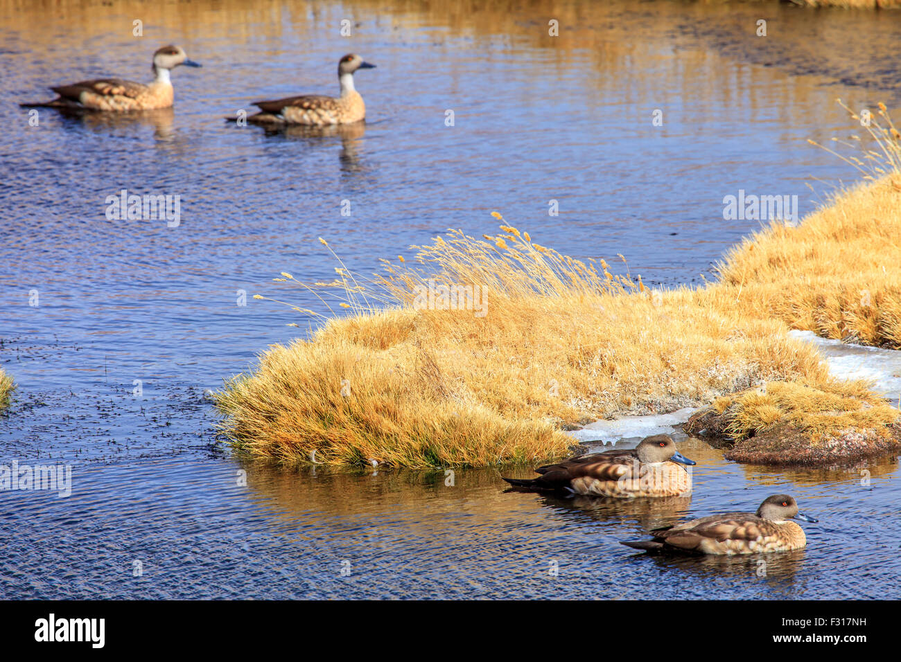 Andean crested duck (Lophonetta specularioides alticola) Stock Photo