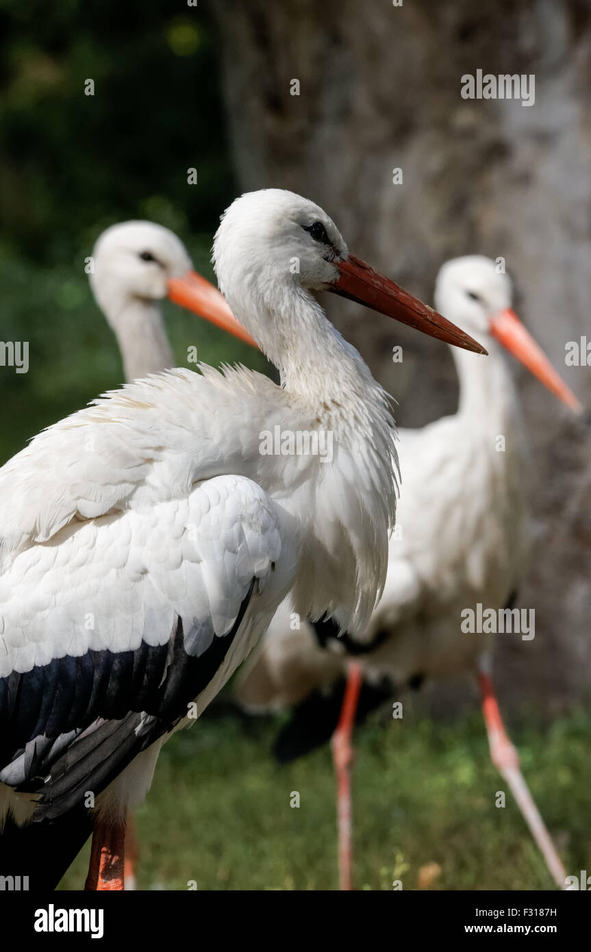 white stork, white storks (Ciconia ciconia) Stock Photo