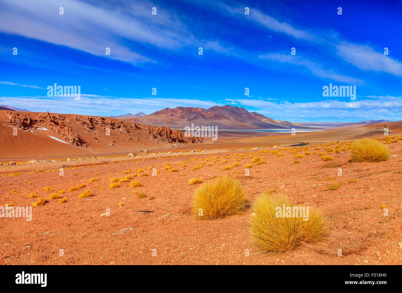 Characteristic yellow grassy bushes that characterize the Andean scenery. Salar de Tara in the background Stock Photo