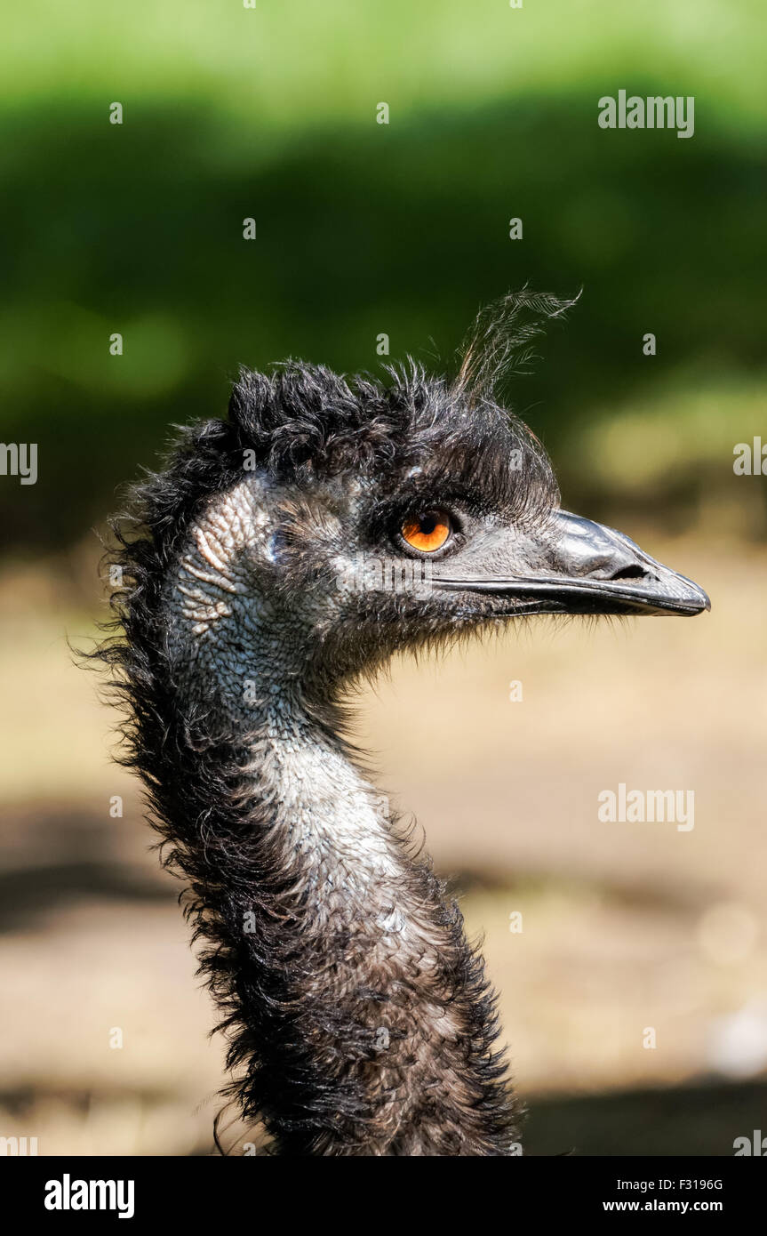 Emu ostriches hi-res stock photography and images - Alamy