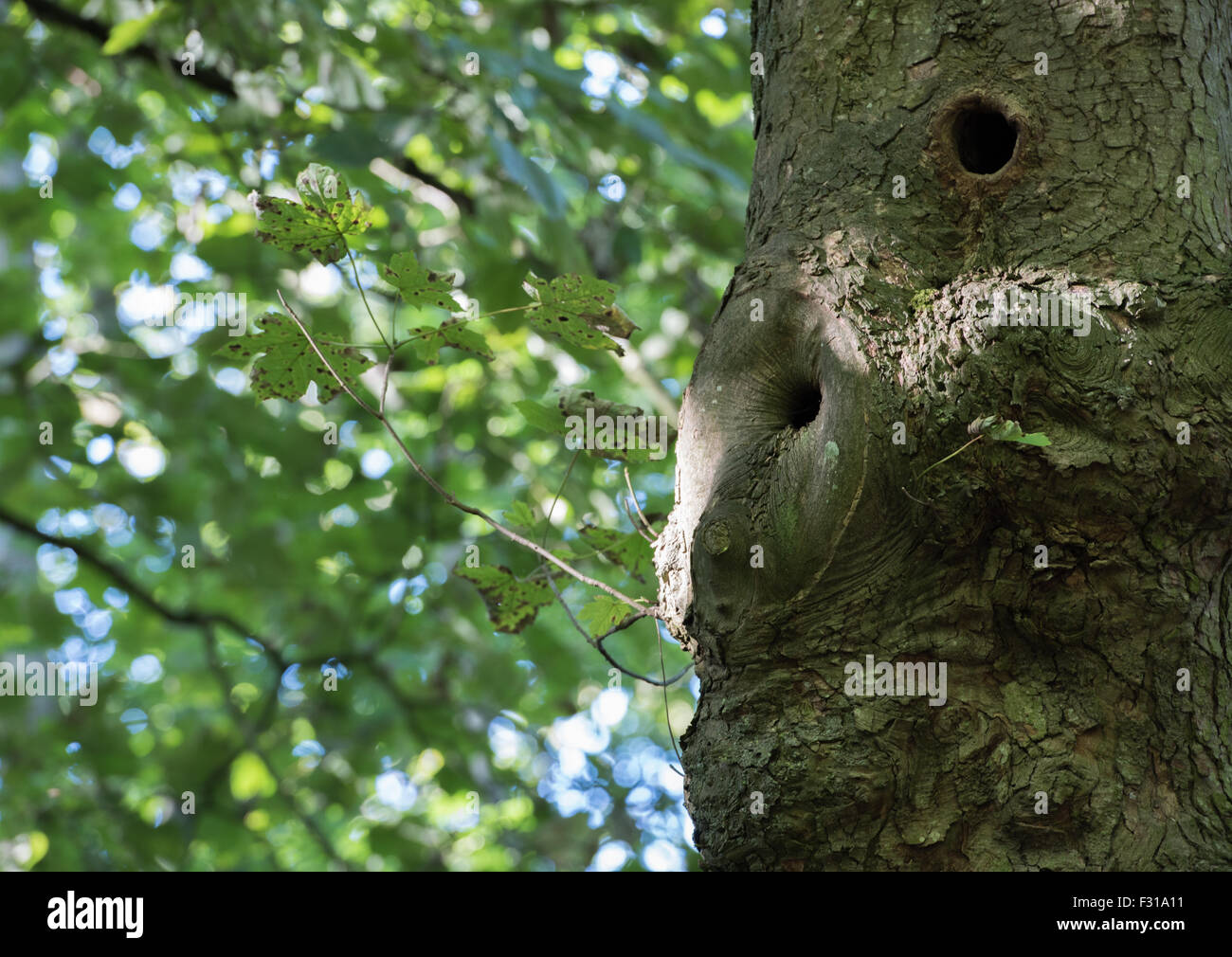 tree hole