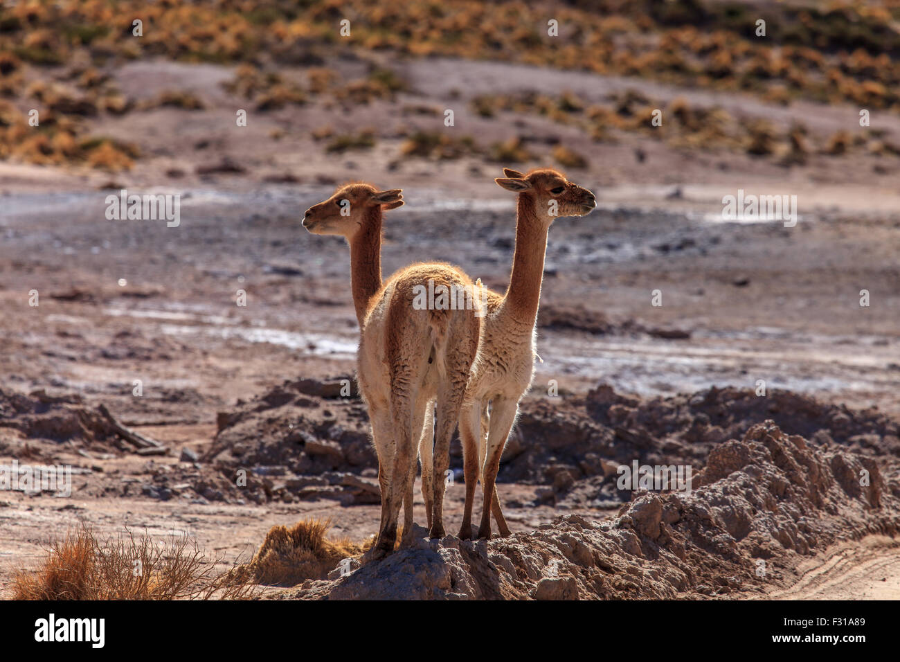 Vicunas grazing in the highlands of Chile Stock Photo