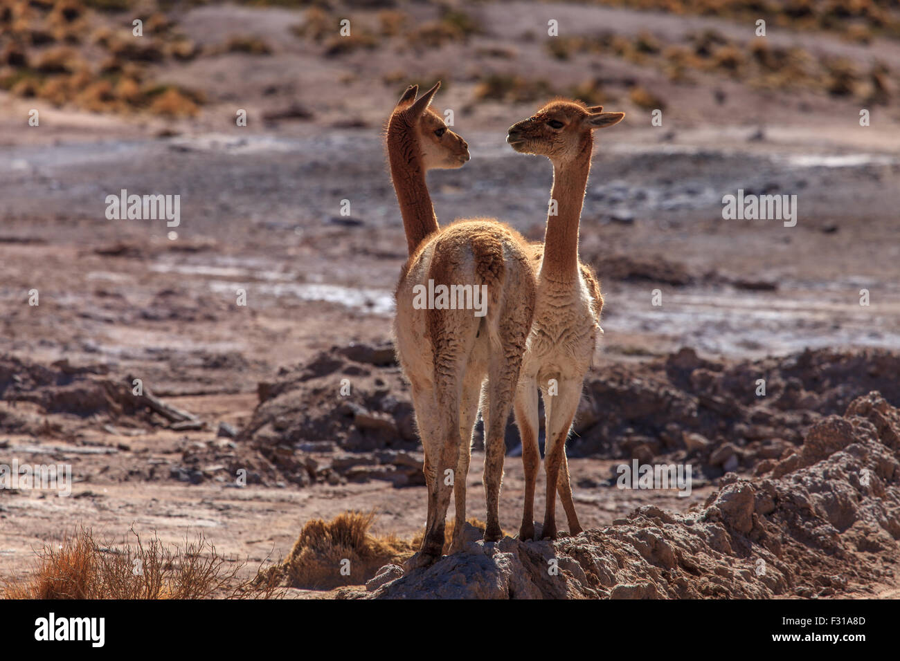 Vicunas grazing in the highlands of Chile Stock Photo